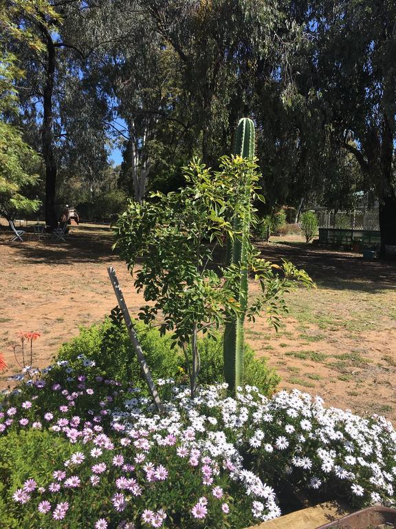 Azalea Motel Coonabarabran Luaran gambar