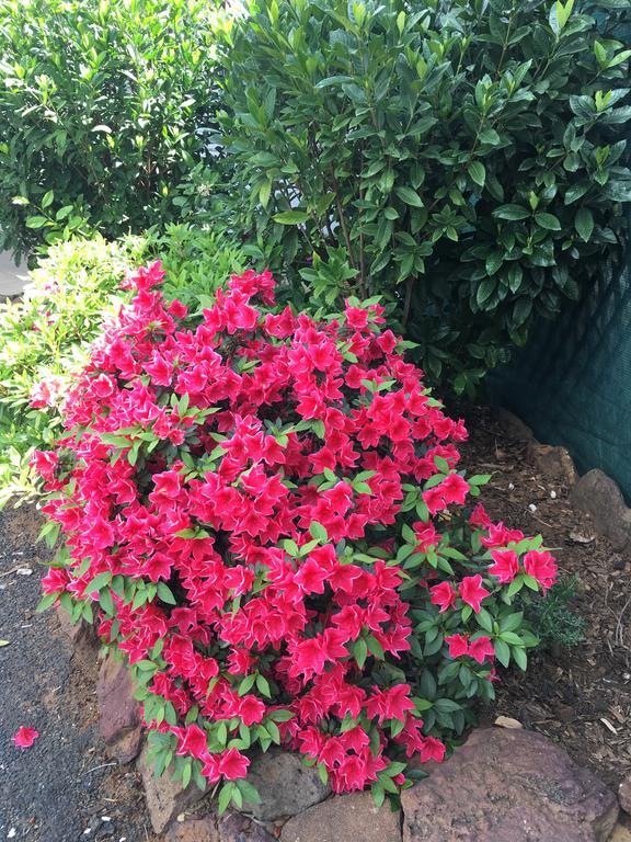 Azalea Motel Coonabarabran Luaran gambar